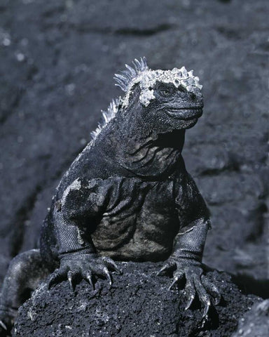 Ecuador, Galapagos Islands Marine iguana Black Ornate Wood Framed Art Print with Double Matting by Zuckerman, Jim