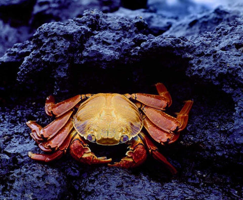Ecuador, Galapagos Sally lightfoot crab Black Ornate Wood Framed Art Print with Double Matting by Zuckerman, Jim