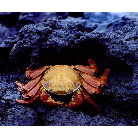 Ecuador, Galapagos Sally lightfoot crab Gold Ornate Wood Framed Art Print with Double Matting by Zuckerman, Jim