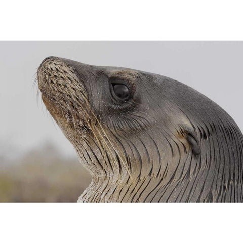 Ecuador, Galapagos, Espanola Island Sea-lion Black Modern Wood Framed Art Print with Double Matting by Morris, Arthur