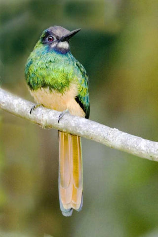 Ecuador, Napo Reserve Rufous-tailed jacamar Black Ornate Wood Framed Art Print with Double Matting by Williams, Joanne