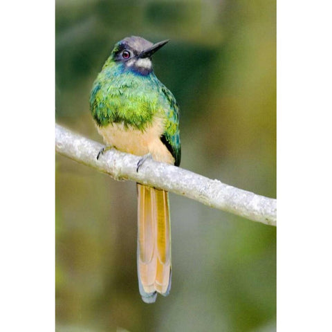 Ecuador, Napo Reserve Rufous-tailed jacamar Gold Ornate Wood Framed Art Print with Double Matting by Williams, Joanne