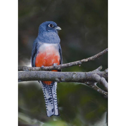 Ecuador Blue-crowned trogon on branch Black Modern Wood Framed Art Print with Double Matting by Williams, Joanne