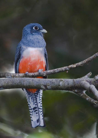 Ecuador Blue-crowned trogon on branch Black Ornate Wood Framed Art Print with Double Matting by Williams, Joanne