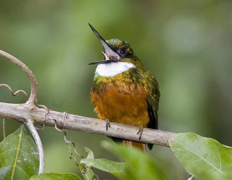 Ecuador Rufous-tailed jacamar on branch White Modern Wood Framed Art Print with Double Matting by Williams, Joanne