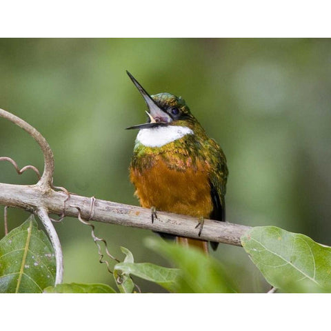 Ecuador Rufous-tailed jacamar on branch Black Modern Wood Framed Art Print by Williams, Joanne