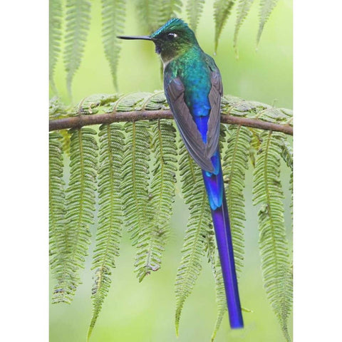 Ecuador Violet-tailed sylph on fern branch Gold Ornate Wood Framed Art Print with Double Matting by Williams, Joanne