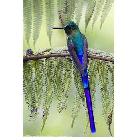 Ecuador Violet-tailed sylph on fern branch White Modern Wood Framed Art Print by Williams, Joanne