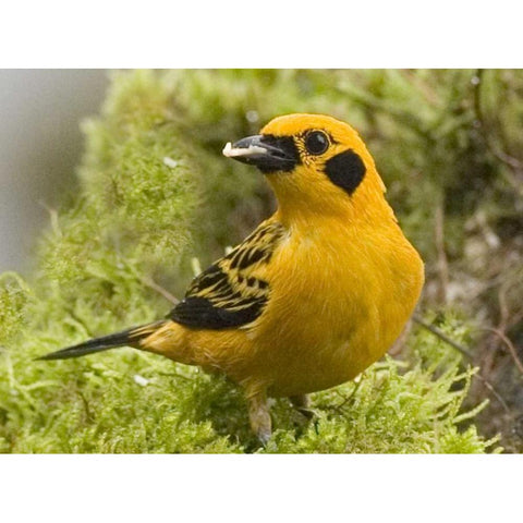 Ecuador Golden tanager feeding in foliage Black Modern Wood Framed Art Print with Double Matting by Williams, Joanne