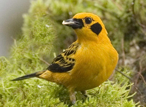 Ecuador Golden tanager feeding in foliage White Modern Wood Framed Art Print with Double Matting by Williams, Joanne