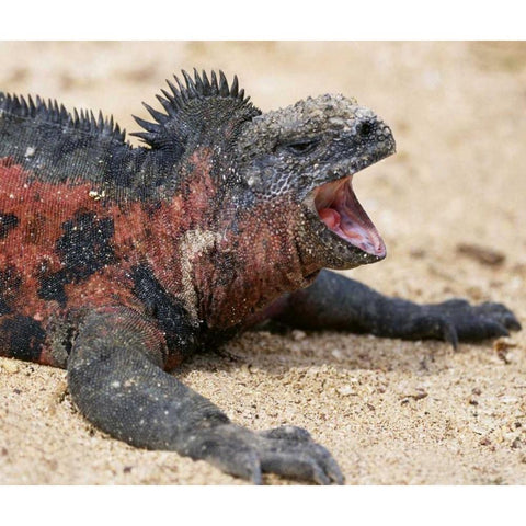 Ecuador, Galapagos Islands A marine iguana Black Modern Wood Framed Art Print by Kaveney, Wendy