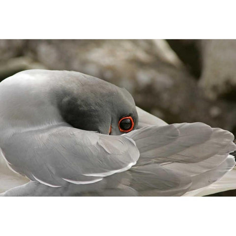 Ecuador, Galapagos NP Swallow-tailed gull White Modern Wood Framed Art Print by Illg, Cathy and Gordon