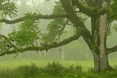 Ecuador, Santa Cruz Island Mossy tree and fog Black Ornate Wood Framed Art Print with Double Matting by Illg, Cathy and Gordon