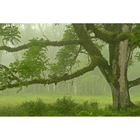 Ecuador, Santa Cruz Island Mossy tree and fog Black Modern Wood Framed Art Print by Illg, Cathy and Gordon