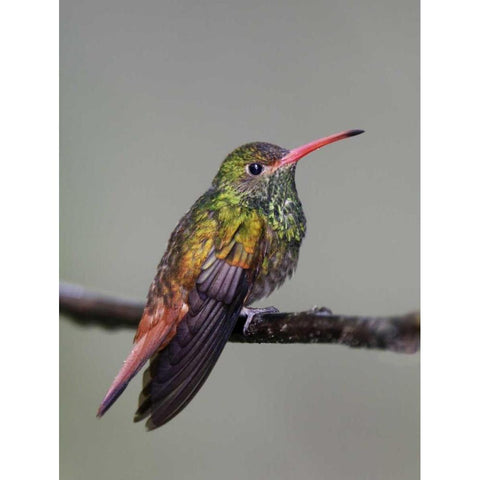 Ecuador Rufous-tailed hummingbird on limb White Modern Wood Framed Art Print by Morris, Arthur
