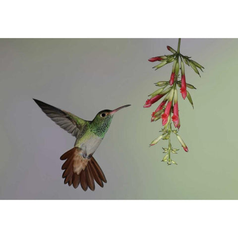 Ecuador,  Rufous-tailed hummingbird at flower White Modern Wood Framed Art Print by Morris, Arthur