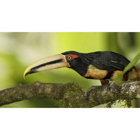 Ecuador, Los Bancos Pale-mandible aricari bird Black Modern Wood Framed Art Print by Morris, Arthur