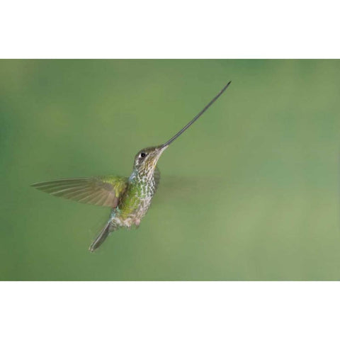 Ecuador, Guango Lodge Swordbilled hummingbird Black Modern Wood Framed Art Print by Morris, Arthur