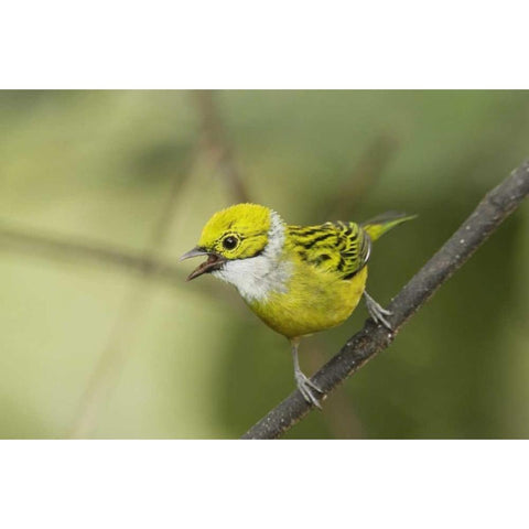 Ecuador, Los Bancos Silver-necked tanager Black Modern Wood Framed Art Print by Morris, Arthur