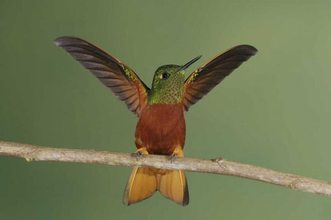 Ecuador Chestnut-breasted coronet displaying White Modern Wood Framed Art Print with Double Matting by Morris, Arthur