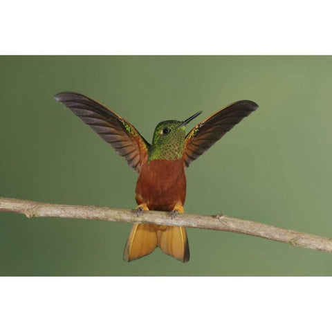 Ecuador Chestnut-breasted coronet displaying Black Modern Wood Framed Art Print by Morris, Arthur