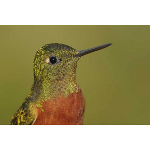Ecuador Chestnut-breasted coronet bird Gold Ornate Wood Framed Art Print with Double Matting by Morris, Arthur