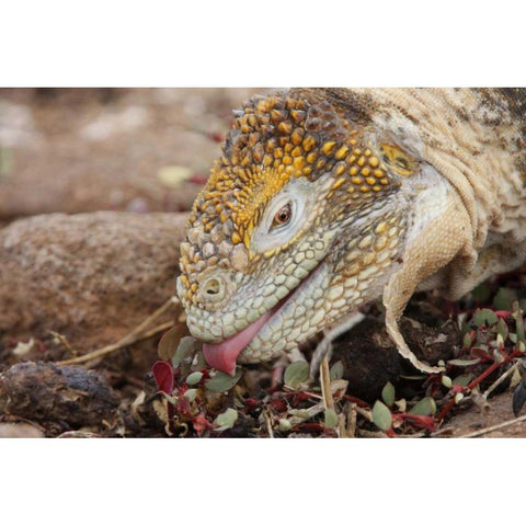 Ecuador, Galapagos Islands, Land iguana eating White Modern Wood Framed Art Print by Morris, Arthur