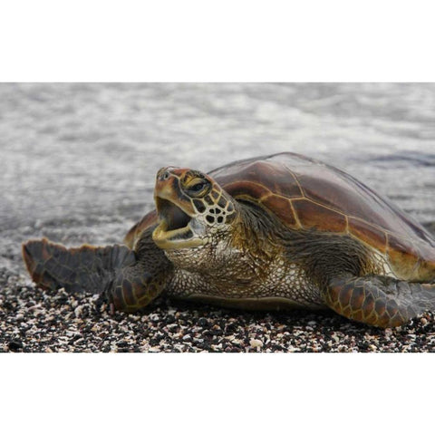 Ecuador, Galapagos, Young Pacific green turtle Black Modern Wood Framed Art Print by Morris, Arthur