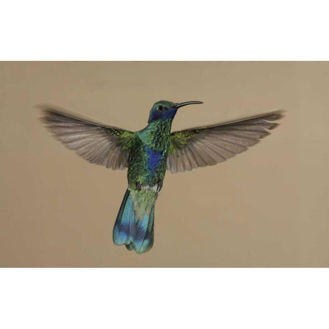 Ecuador Sparkling violet-ear hummingbird flying Black Modern Wood Framed Art Print with Double Matting by Morris, Arthur