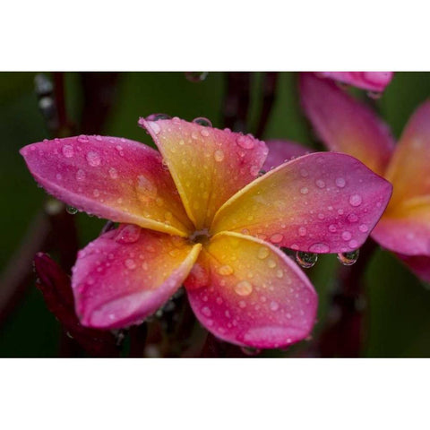Ecuador, Napo Wildlife Center Plumeria flower Black Modern Wood Framed Art Print by Williams, Joanne