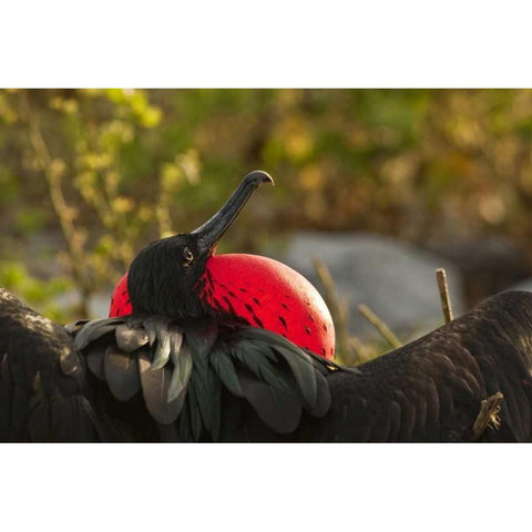 Ecuador, Galapagos NP Frigatebird displaying White Modern Wood Framed Art Print by Illg, Cathy and Gordon