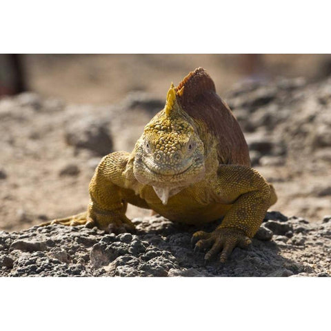 Ecuador, Galapagos, South Plaza Isl Land iguana Gold Ornate Wood Framed Art Print with Double Matting by Illg, Cathy and Gordon
