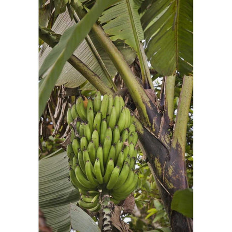 Ecuador Bananas growing wild in a cloud forest Black Modern Wood Framed Art Print by Grall, Don