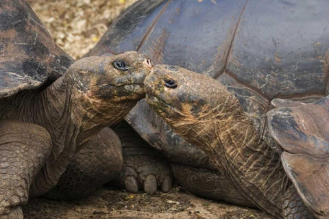 Ecuador, Galapagos Islands Giant male tortoises White Modern Wood Framed Art Print with Double Matting by Bush, Marie