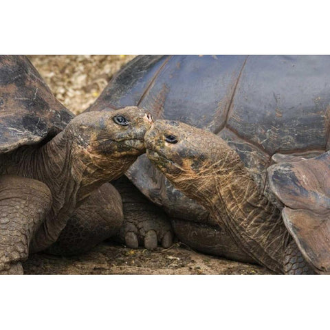 Ecuador, Galapagos Islands Giant male tortoises Black Modern Wood Framed Art Print by Bush, Marie