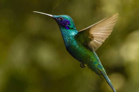 Ecuador, Galapagos, Nono Violet-ear hummingbird Black Ornate Wood Framed Art Print with Double Matting by Illg, Cathy and Gordon