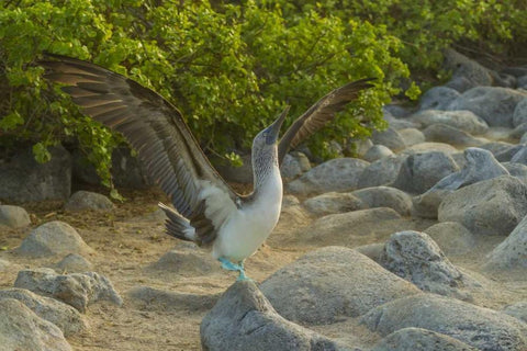 Ecuador, Galapagos, Blue-footed booby displaying White Modern Wood Framed Art Print with Double Matting by Illg, Cathy and Gordon