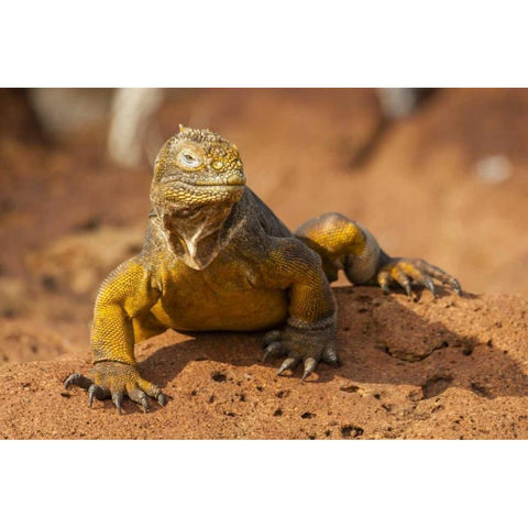 Ecuador, Galapagos NP Close-up of land iguana Black Modern Wood Framed Art Print by Illg, Cathy and Gordon