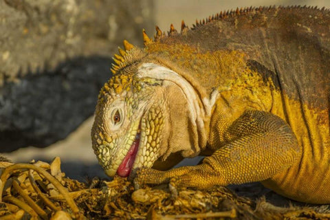 Ecuador, Galapagos NP Close-up of land iguana White Modern Wood Framed Art Print with Double Matting by Illg, Cathy and Gordon