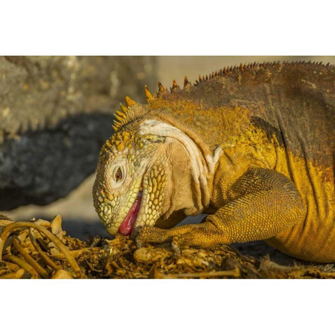 Ecuador, Galapagos NP Close-up of land iguana Black Modern Wood Framed Art Print by Illg, Cathy and Gordon