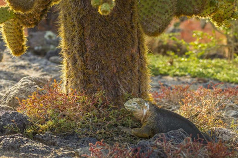 Ecuador, Galapagos NP Land iguana and cactus White Modern Wood Framed Art Print with Double Matting by Illg, Cathy and Gordon