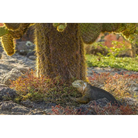 Ecuador, Galapagos NP Land iguana and cactus Black Modern Wood Framed Art Print by Illg, Cathy and Gordon