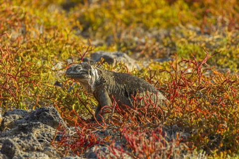 Ecuador, Galapagos NP Land iguana in vegetation White Modern Wood Framed Art Print with Double Matting by Illg, Cathy and Gordon