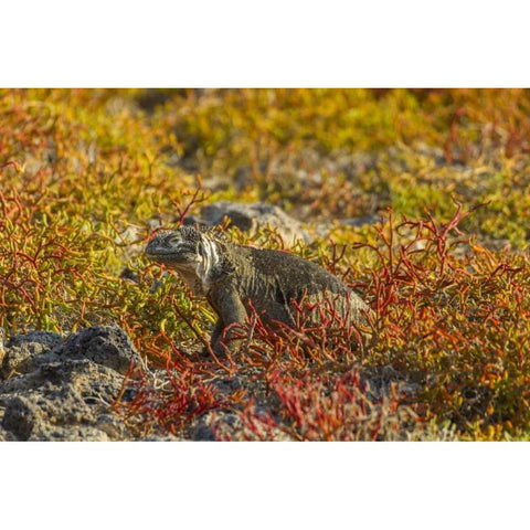 Ecuador, Galapagos NP Land iguana in vegetation Gold Ornate Wood Framed Art Print with Double Matting by Illg, Cathy and Gordon