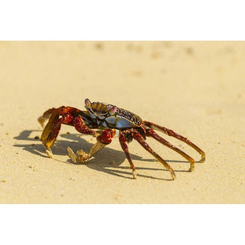 Ecuador, Galapagos NP Sally light foot crab Black Modern Wood Framed Art Print by Illg, Cathy and Gordon