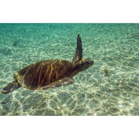 Ecuador, Galapagos NP Green sea turtle Black Modern Wood Framed Art Print by Illg, Cathy and Gordon