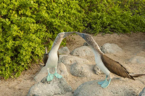 Ecuador, Galapagos NP Blue-footed booby pair Black Ornate Wood Framed Art Print with Double Matting by Illg, Cathy and Gordon