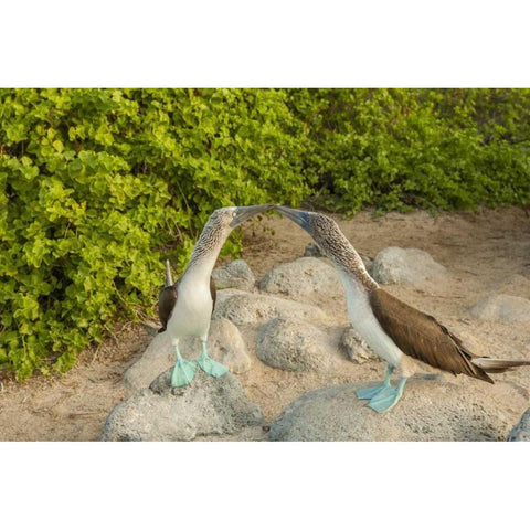Ecuador, Galapagos NP Blue-footed booby pair Black Modern Wood Framed Art Print by Illg, Cathy and Gordon