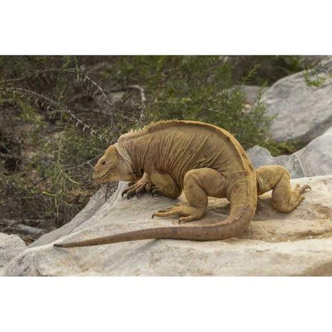Ecuador, Galapagos NP Land iguana on boulder Gold Ornate Wood Framed Art Print with Double Matting by Illg, Cathy and Gordon