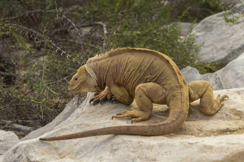 Ecuador, Galapagos NP Land iguana on boulder White Modern Wood Framed Art Print with Double Matting by Illg, Cathy and Gordon